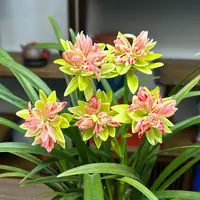 【5支花剑起】建兰奇花神舟奇蝶兰花 中国三大奇花之一浓香型