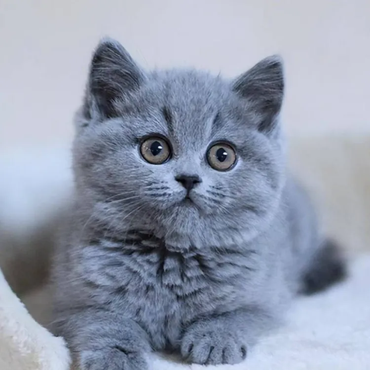 特价！！！活体蓝猫专用链接