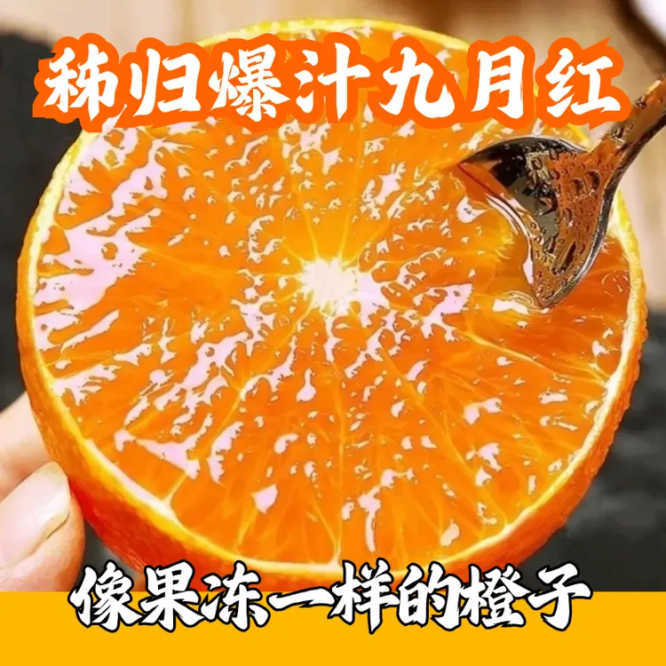 【现摘现发】正宗九月红果冻橙新鲜应季水果皮薄多汁香甜爆汁