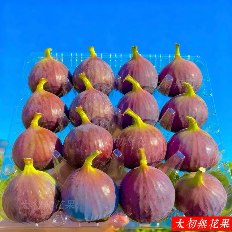 [顺丰空运]云南红皮无花果新鲜果礼盒装流蜜无花果鲜果现摘特大果