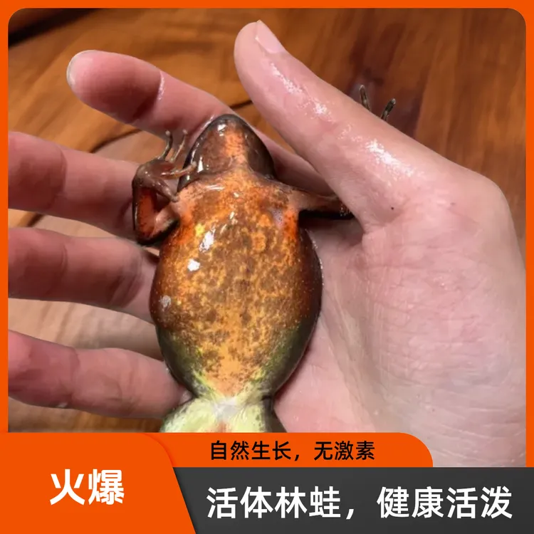 东北特产新宾林蛙满籽满油顺丰包邮东北特产满籽母蛙