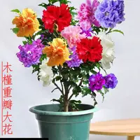 庭院花卉木槿花重瓣大花耐寒盆栽好养树花卉绿植鲜花棒棒糖小木槿