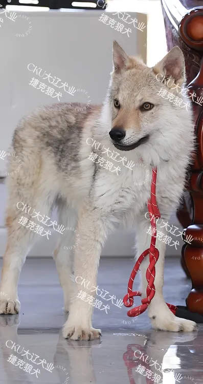 捷克狼犬牵引绳大型犬P绳加粗训犬随性防爆冲P链狗狗牵引绳