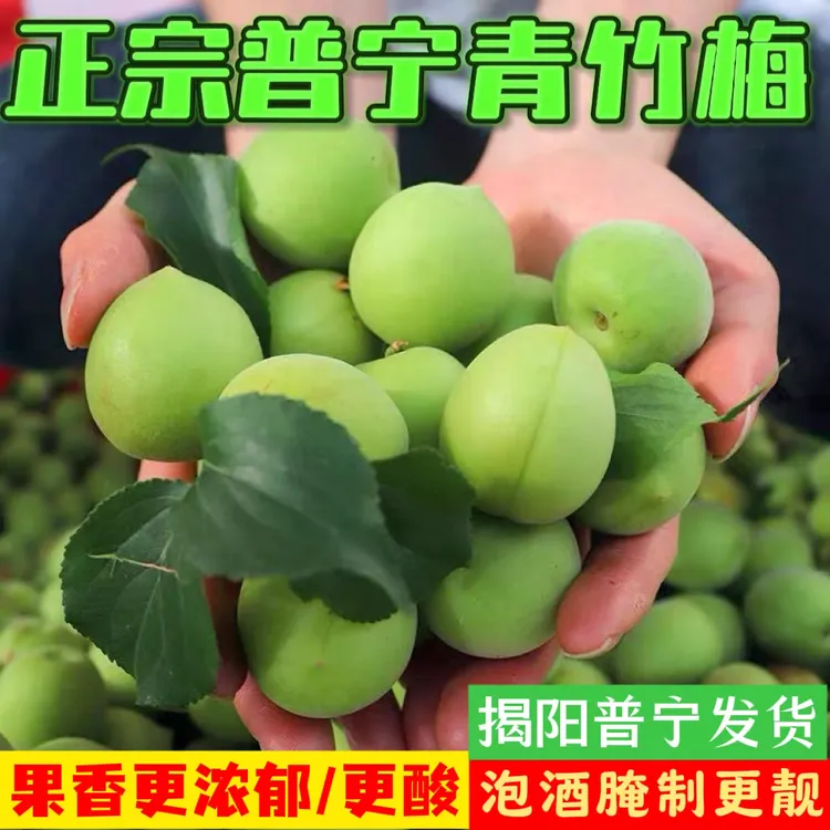 普宁特产青梅现摘诏安青梅鲜果酸脆小白梅泡酒专用当季新鲜水果