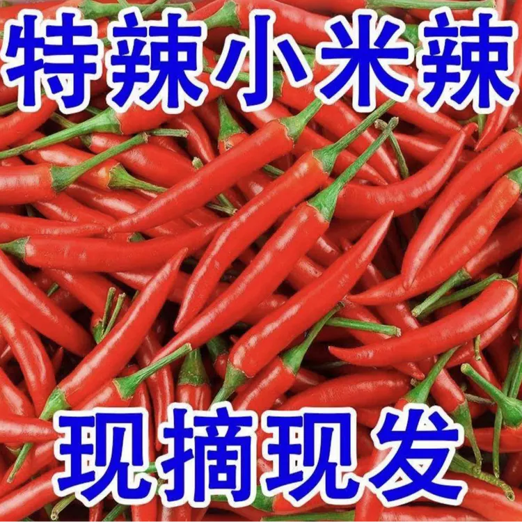 云南新鲜特辣小米椒朝天椒现摘红辣椒应季调味蔬菜小米辣