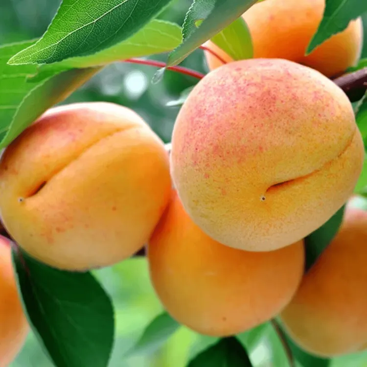 嫁接帝王杏树苗南北方庭院种植大黄杏树苗地栽盆栽杏树苗当年结果