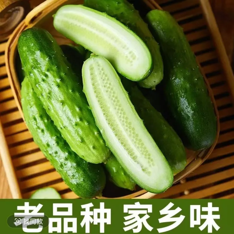 正宗东北绿心旱黄瓜新鲜现摘水果小黄瓜生吃脆甜孕妇蔬菜脆嫩青瓜