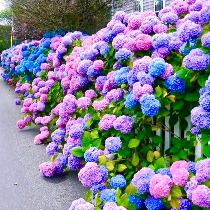 10棵大花绣球花苗无尽夏庭院花卉鲜花鲜花店同城送花上门免费配送