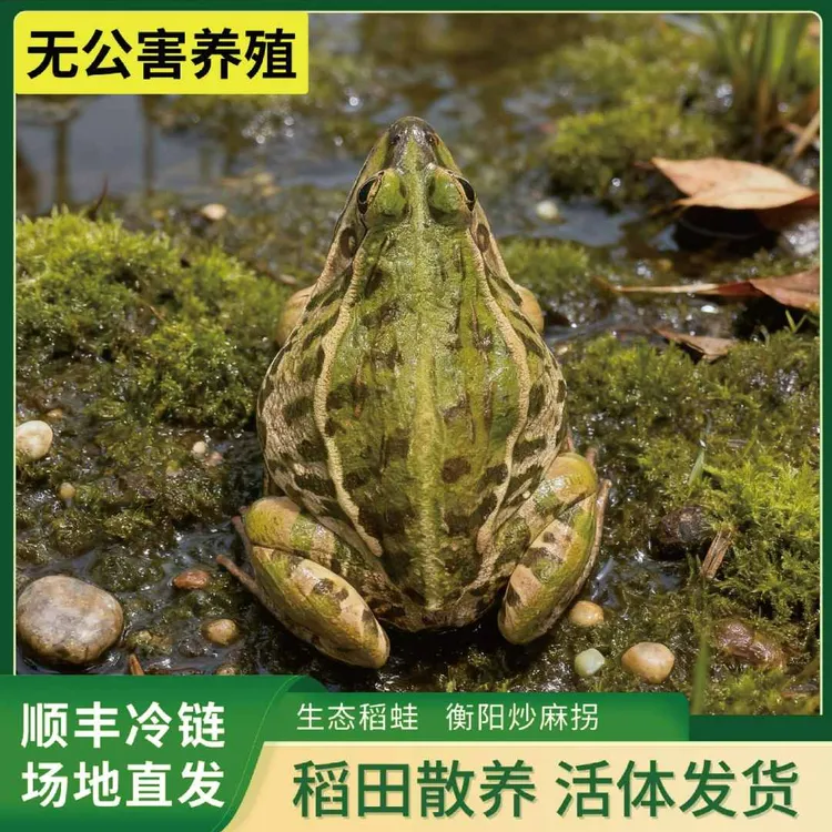 衡阳青蛙 麻拐 原生态户外散养稻田青蛙 冷链运输 餐饮批发专用