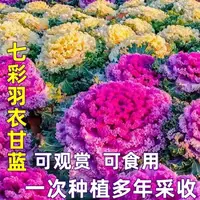 【满五包包邮】混色羽衣甘蓝种子食用观赏彩色甘兰种籽四季盆栽