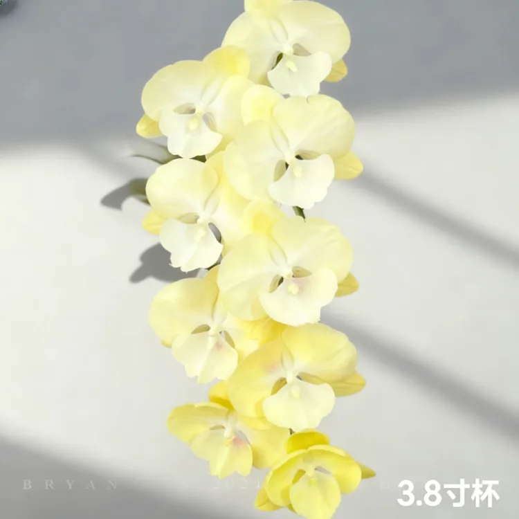 画鲜【香草冰淇淋】超稀缺蝴蝶兰1苗四季开好养特大号