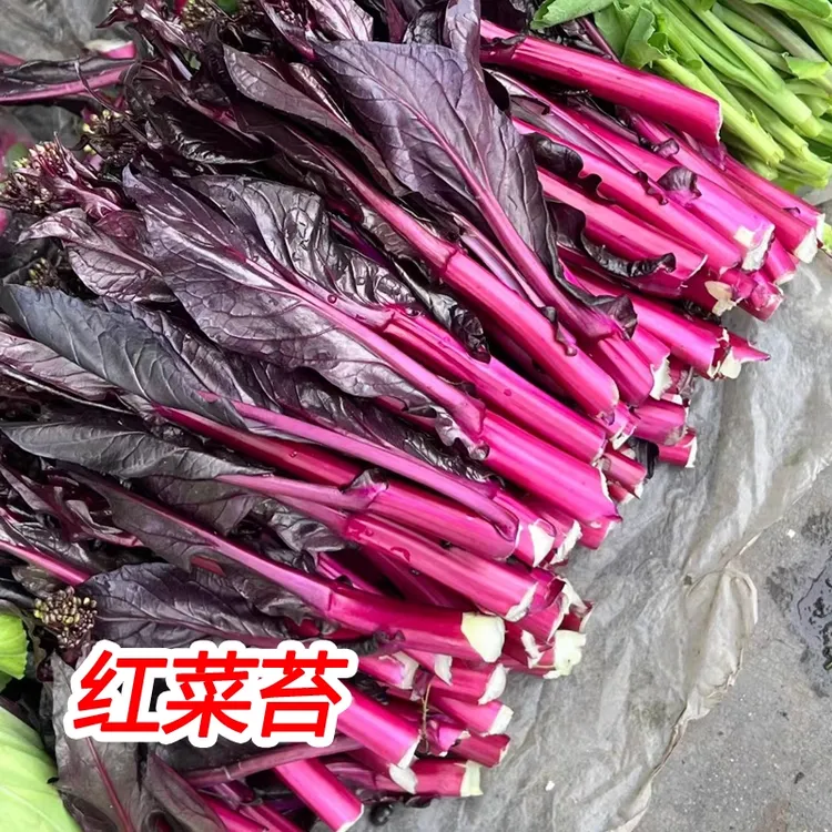 红菜苔菜苗四季种植高产早熟红菜薹种子耐寒耐热秋冬蔬菜秧苗种籽