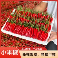高山种植新鲜采摘特辣小米椒餐饮蔬菜批发红辣椒朝天椒泡辣椒剁椒