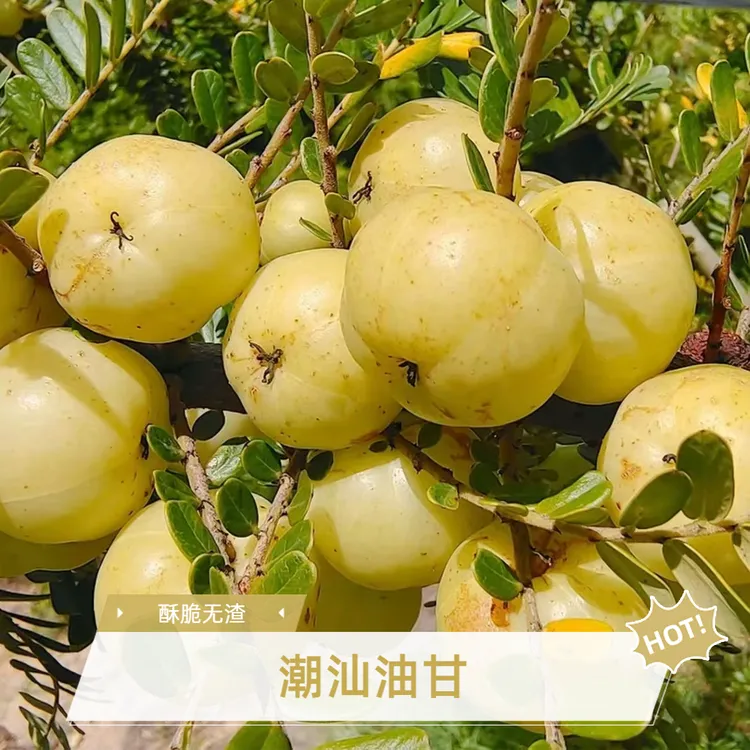 【直播专享】油甘果新鲜采摘潮汕解腻酸水果回甘孕妇余甘果