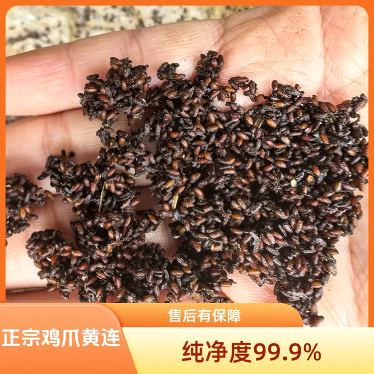 夏禹林基地直销四川黄连防己鸡爪连当年新种子包邮正宗现发老品种