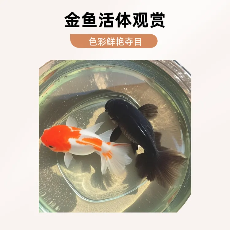 精品元宝将军泰狮冷水观赏鱼小缸养鱼