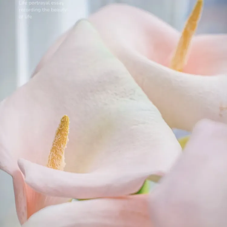 【阿毛专属】精品马蹄莲——氛围花材马蹄莲