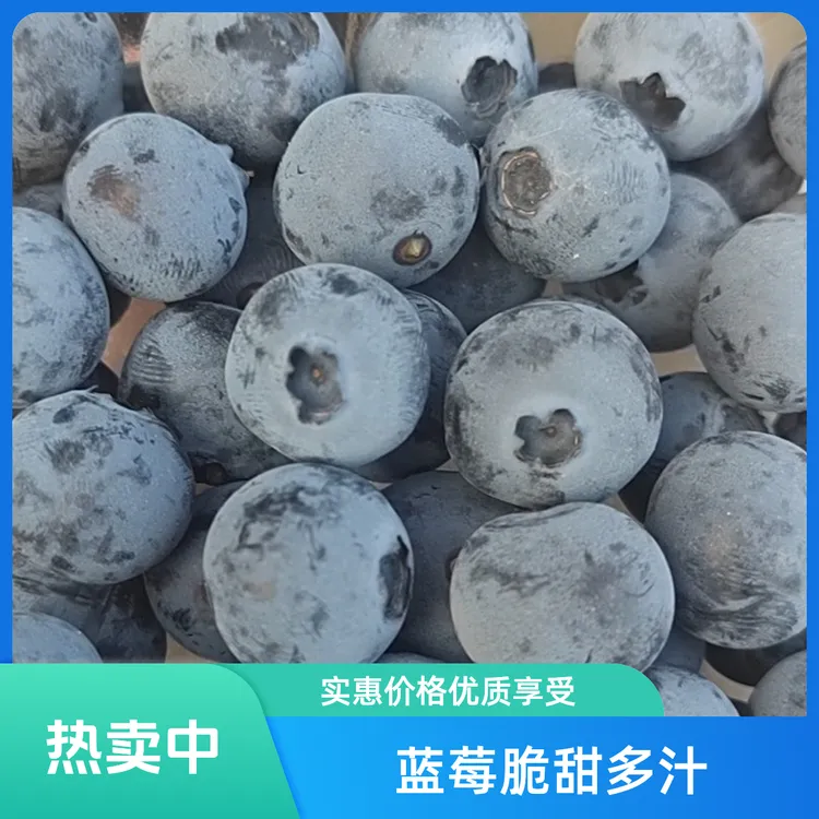 山东头茬特果蓝莓18mm-22mm新鲜多汁特大 自家采摘 24小时售后