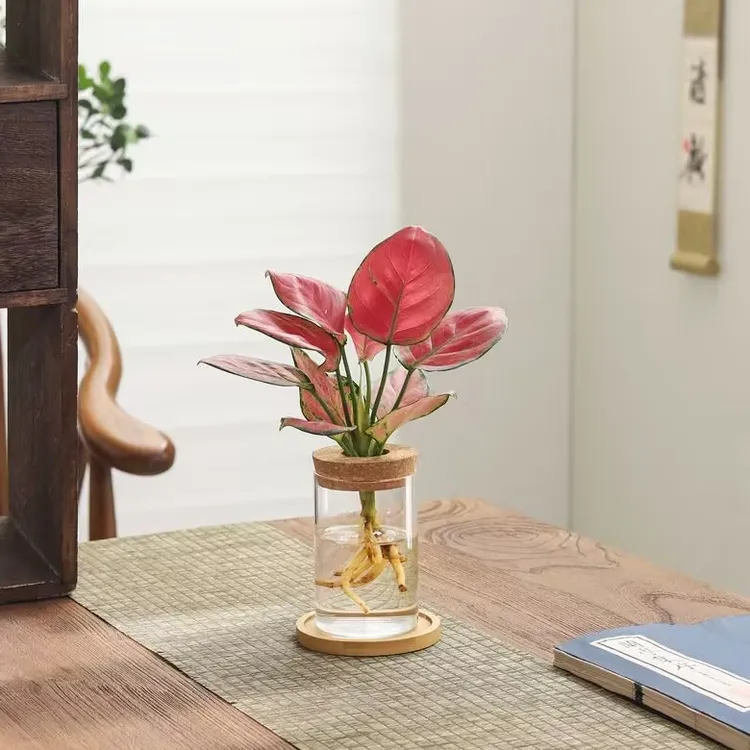 【水培绿植】观山瓶如意皇后吉利红办公室桌面水春羽绿植小盆栽发财