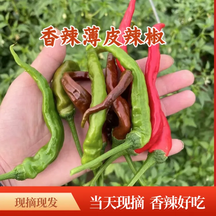 特辣小皱皮辣椒薄皮香辣脆新鲜土辣椒