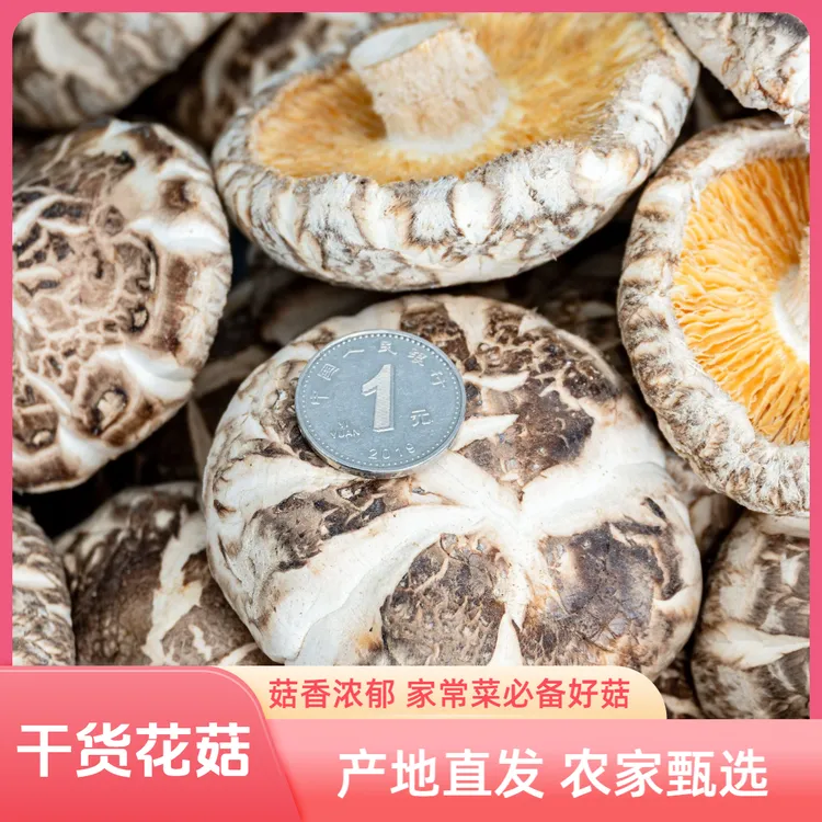 随州茶花菇头茬冬菇干货正宗农家特产家常做法椴木干香菇无根