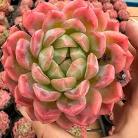 10#七喜皇后多肉植物  前男友精品多肉