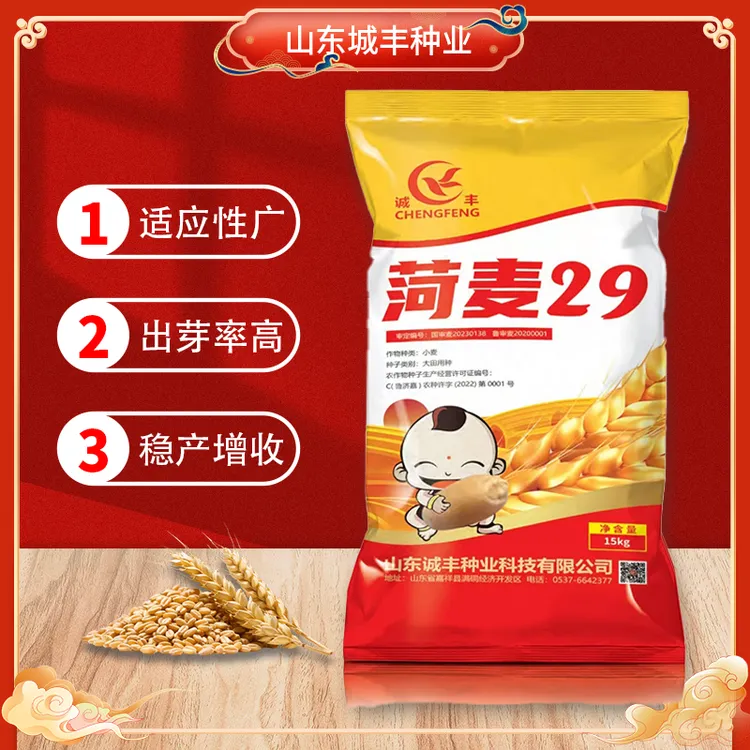 【菏麦29】矮杆大穗抗病性强高产稳产适应性广出芽率高粒粒饱满