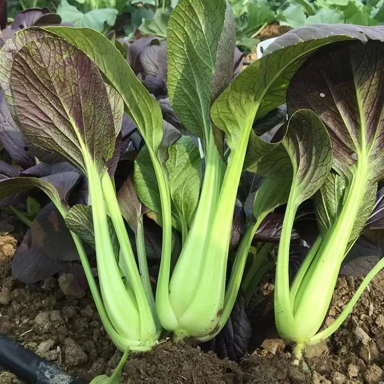 【紫罗兰油菜种子】贵妃青菜花青素四季蔬菜种子耐寒易活营养