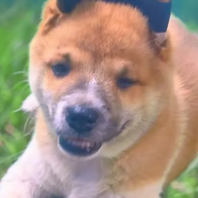 老祖宗传承，中华田园犬大黄.虎斑.五黑.五红..总有五黑幼犬出售