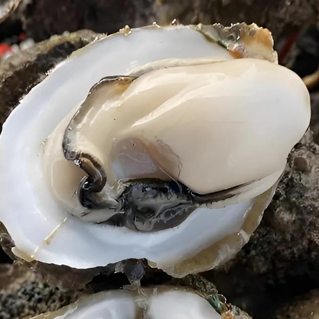 现剥【大连】蚝肉2斤4罐20-25只每罐250克半斤3-6只顺丰生蚝海鲜