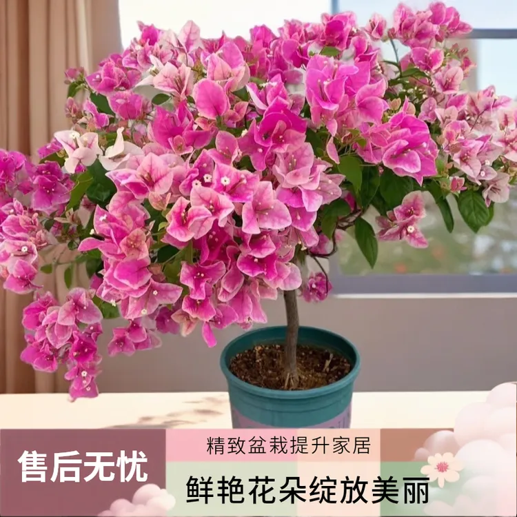 【原盆原土发货】百变漳红樱三角梅苗庭院阳台盆栽观赏稀有勤花植物