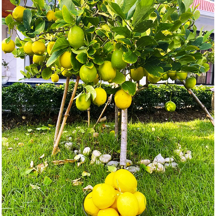 广东香水柠檬树盆栽带果真树客厅绿植树老桩落地办公室内大型植物