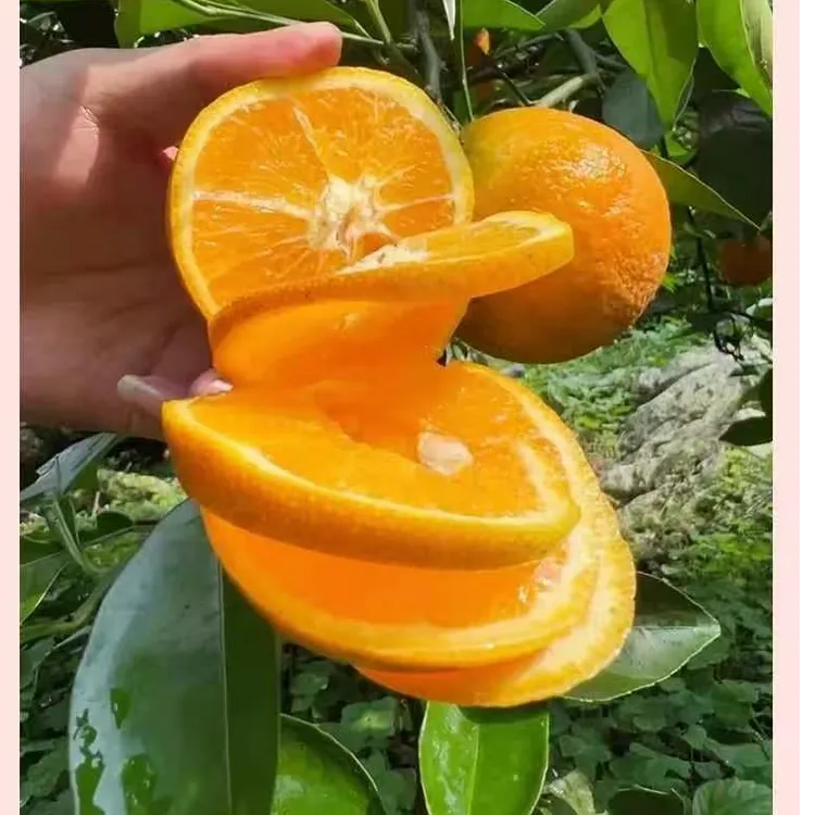 四川高山纽赫尔脐橙皮薄肉厚多汁当季新鲜采摘带箱9-10斤