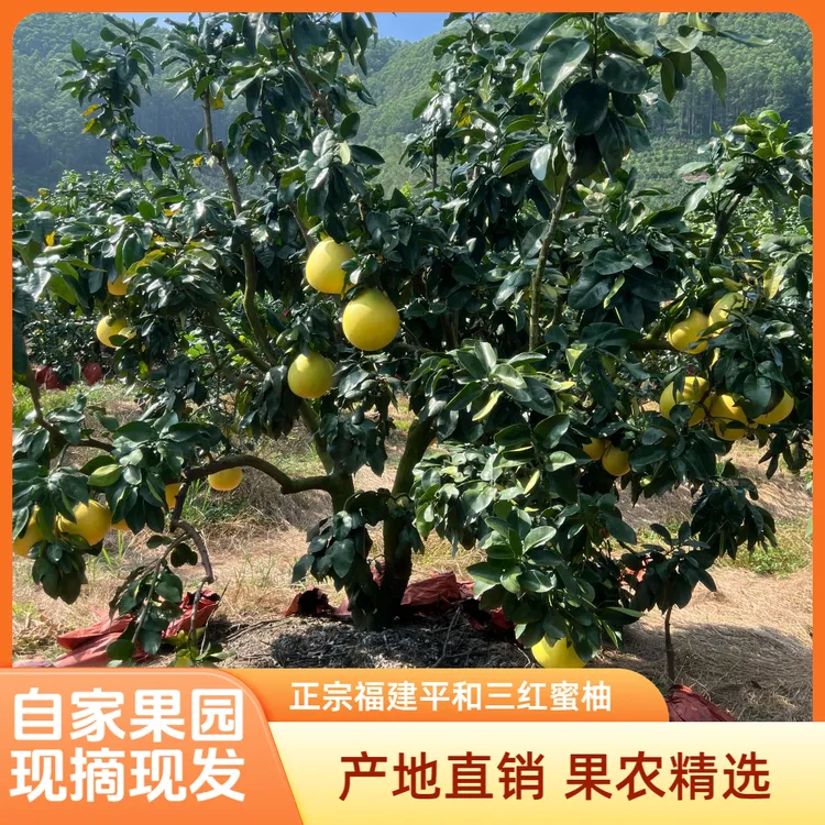 正宗福建平和琯溪三红柚红心柚子新鲜应季水果酸甜水果现摘现发