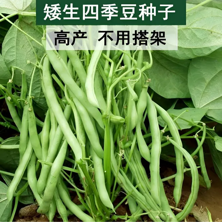 【无架四季豆种子】高产不搭架豆角种孑春夏秋菜豆矮生蔬菜