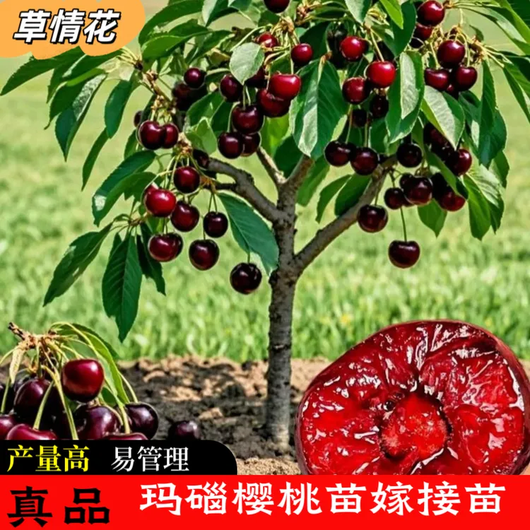 车厘子樱桃树苗玛瑙樱桃黑珍珠樱桃嫁接苗南北方阳台庭院盆栽地载