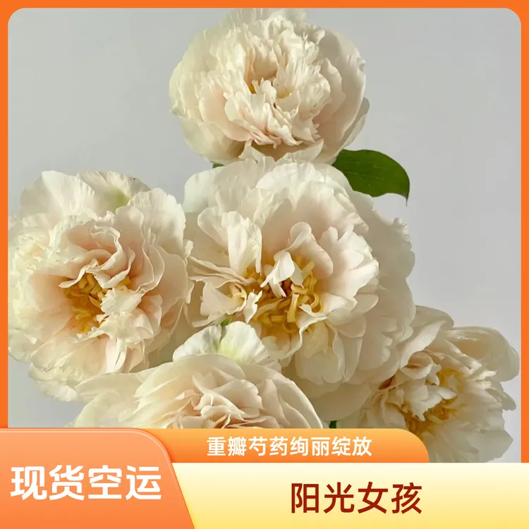 【现货空运】阳光女孩重瓣芍药山东菏泽牡丹鲜切花母亲鲜花观赏芍药