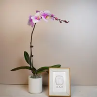 悠花里蝴蝶兰（白玉兰）带花带花苞开花珠发货