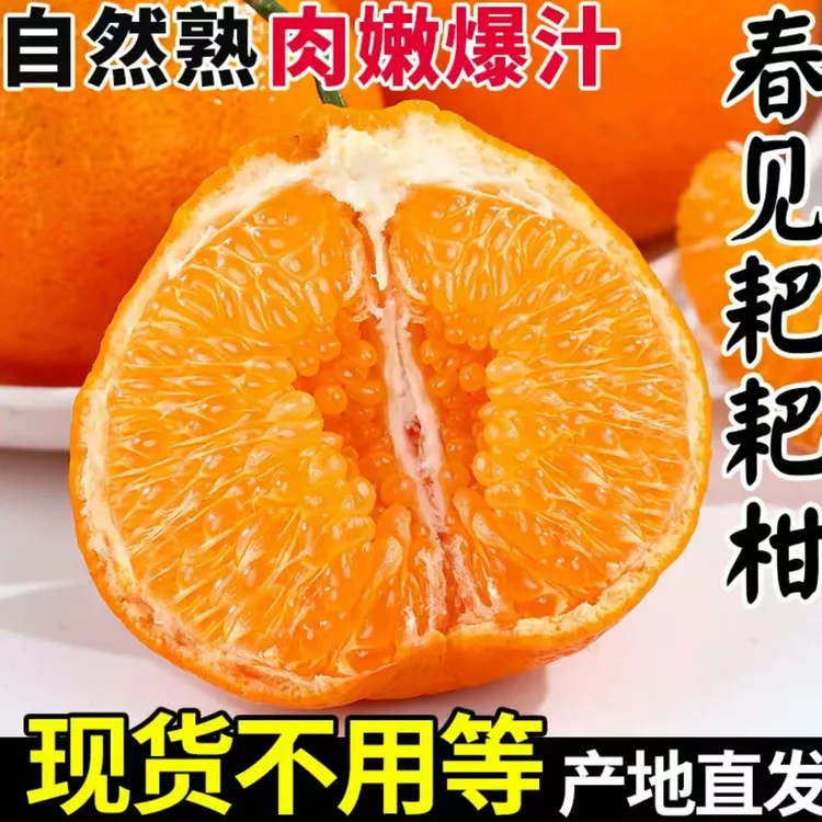 新正宗四川春见耙耙柑，不发次果，当季新鲜采摘水果，自然成熟