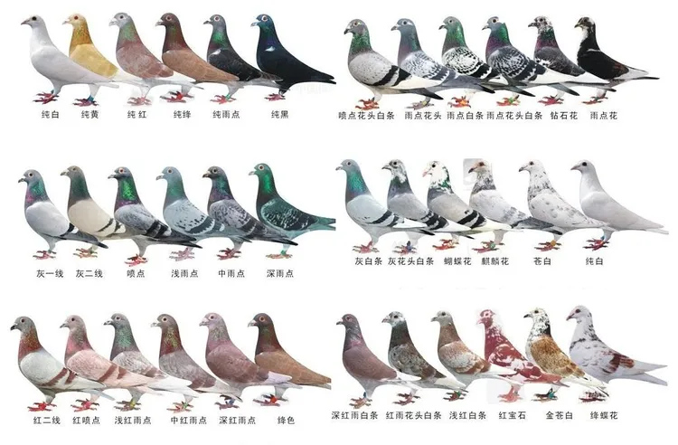 鸽子 鸽子窝 鸽粮挑选链接