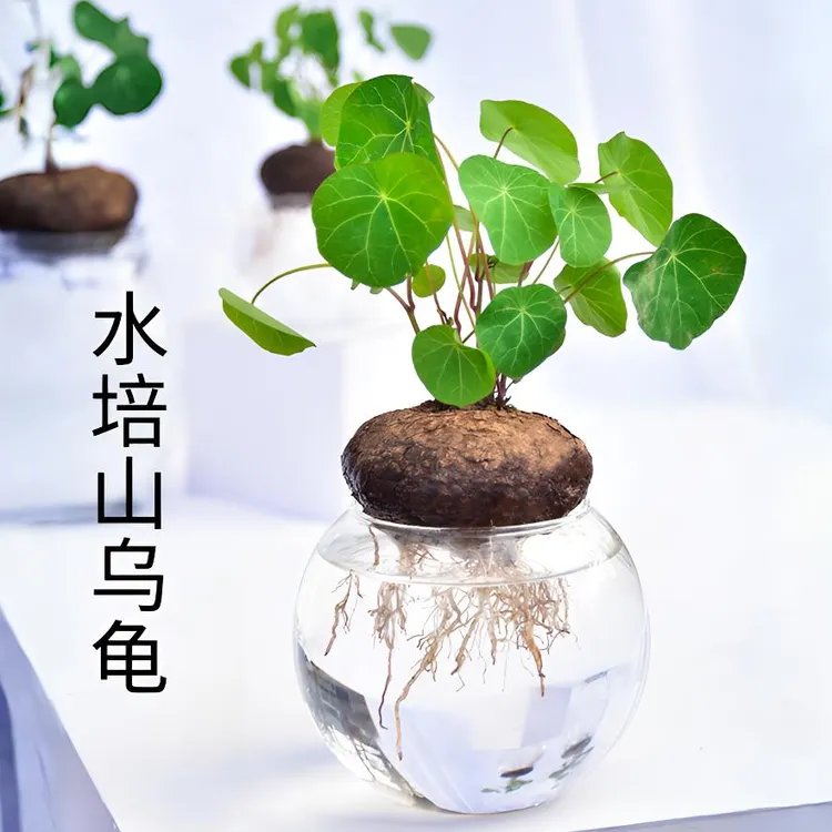水培山乌龟植物盆栽红藤圆叶爬藤观叶龟盆栽室内桌面绿植四季好养
