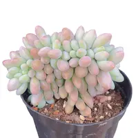 汤圆缀 脱土(多肉植物)满19.9包邮 云南基地源头直发新手好养
