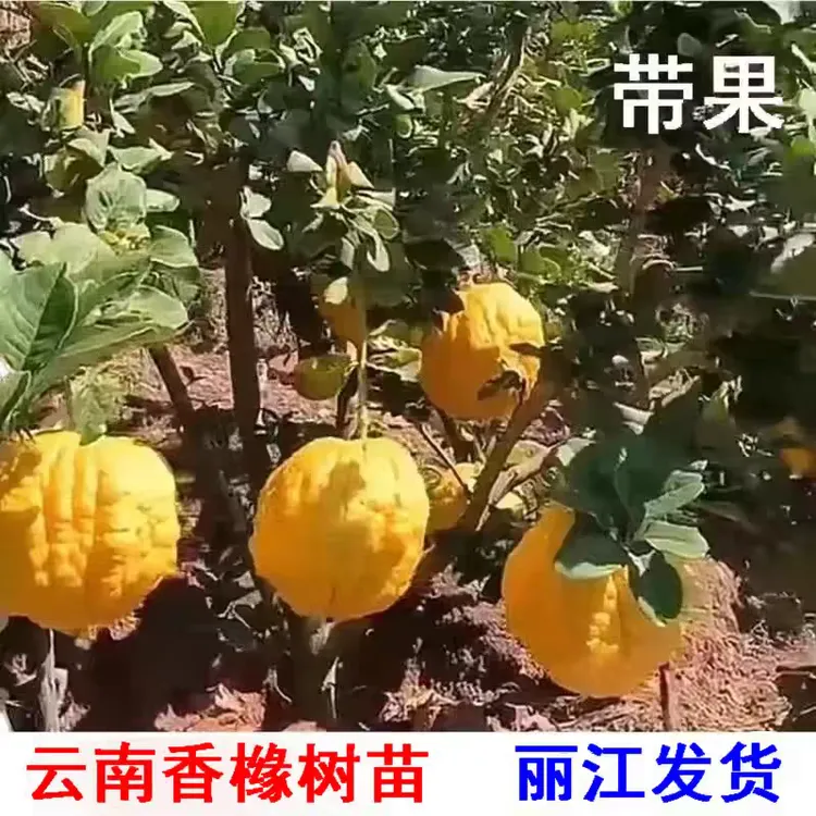 云南香橼苗盆栽名贵神奇药材果树苗庭院轮番开花结果耐寒带果带土