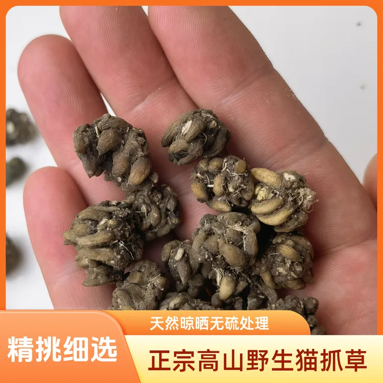 正宗高山猫抓草煲汤天然晾晒精选无硫水洗中大号猫爪草