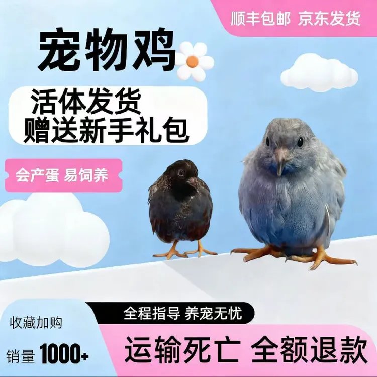 【卡姐芦丁鸡@现场挑颜色】网红活体宠物鸡成年芦丁鸡京东包邮
