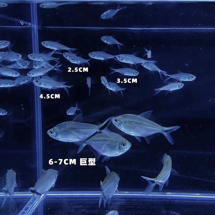 群游之王黑尾大勾大尺寸包邮包损上海发货热带观赏淡水鱼草缸