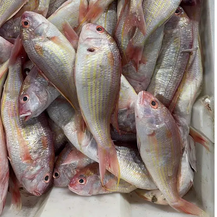 野生海捕黄肚鱼红杉鱼 