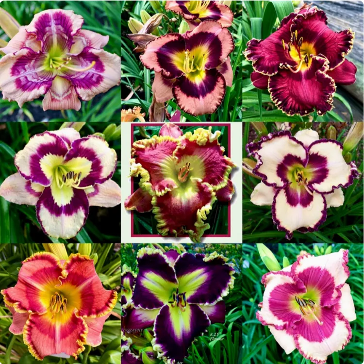 萱草花苗忘忧草盆栽多年生进口四季南北方耐寒耐热植物花卉苗耐旱