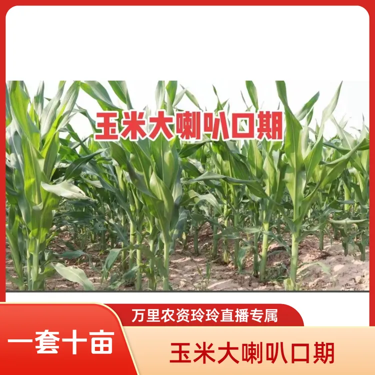 直播间同款【玉米大喇叭口期】一套十亩营养叶面肥组合水溶肥料