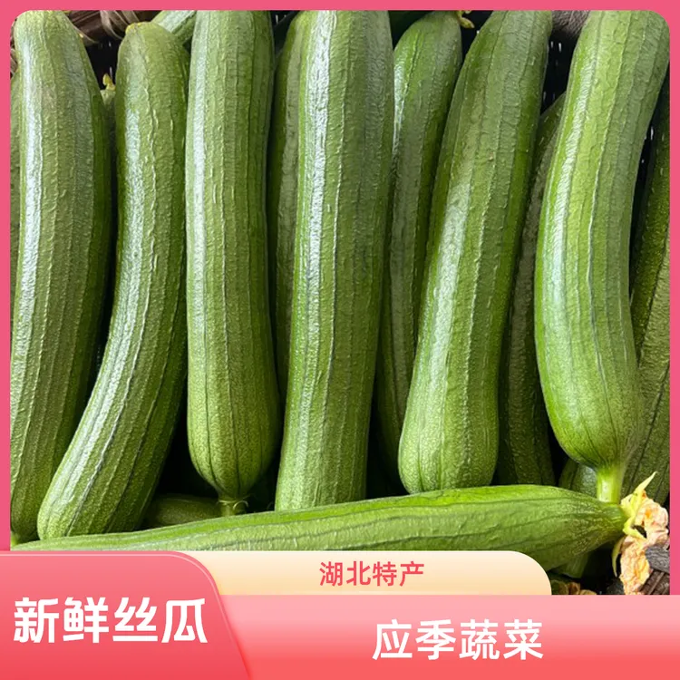 新鲜丝瓜湖北天门老品种绿皮丝瓜水瓜农家自种应季蔬3斤装